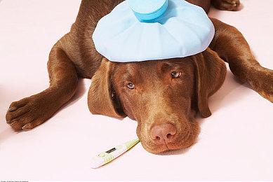 《艾尔登法环：黄金树幽影》IGN日本前瞻 11分钟实机